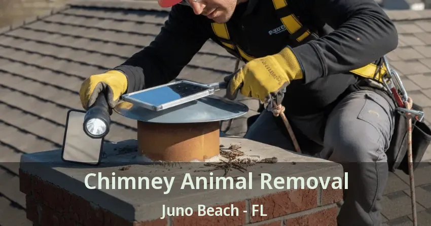 Chimney Animal Removal Juno Beach - FL Chimney Animal Removal Juno Beach - FL