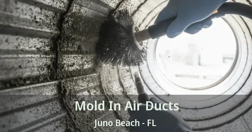 Mold In Air Ducts Juno Beach - FL Mold In Air Ducts Juno Beach - FL
